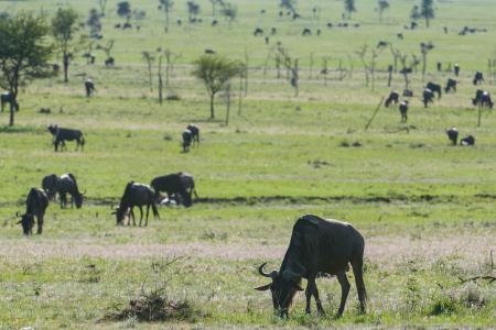 scattered-herds-of-grazing-wildebeest