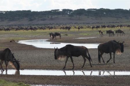 wildebeest-grazing-around-a-waterhole