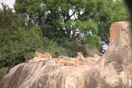 the-resident-lion-close-to-nomad's-serengeti-safari-camp