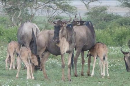 newborn-wildebeest-calves-at-ndutu