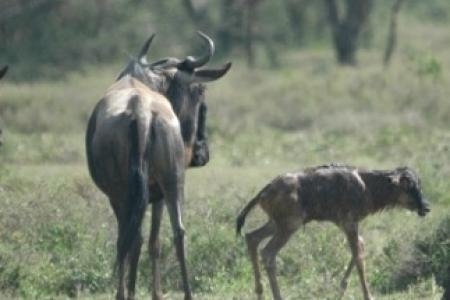 wildebeest-calf-takes-its-first-steps