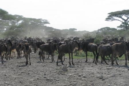 wildebeest-in-ndutu