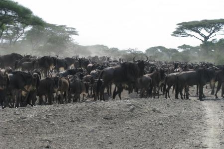 there-are-still-big-wildebeest-numbers-in-ndutu