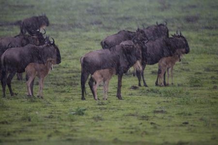 much-needed-rain-on-the-serengeti-plains