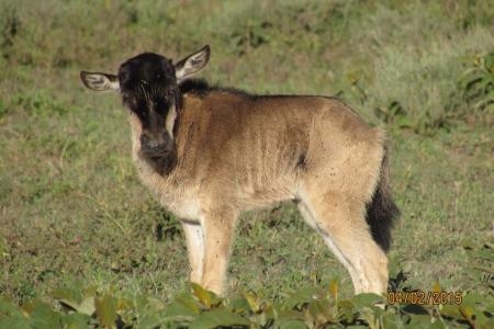 wildebeest-calf