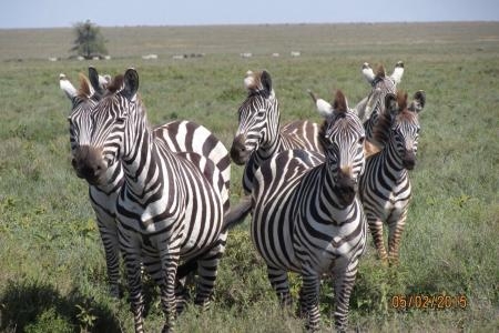 zebra-in-ndutu