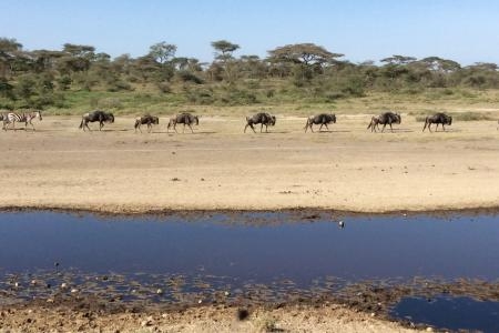 wildebeest-herds-in-ndutu