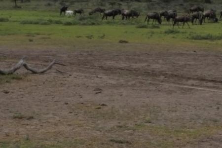 albino-wildebeest-in-the-serengeti