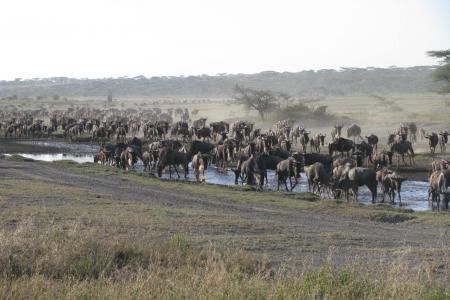 migratory-wildlife-on-the-move