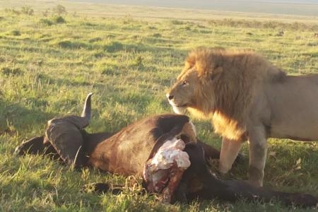 lion-with-a-buffalo-kill