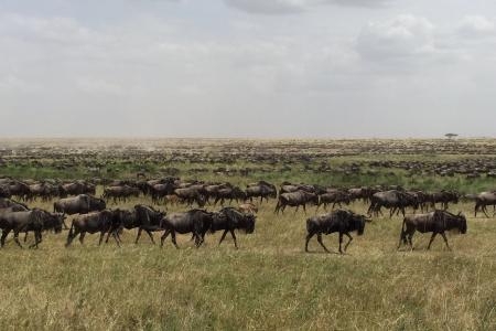 the-serengeti-south-is-packed-with-wildebeest