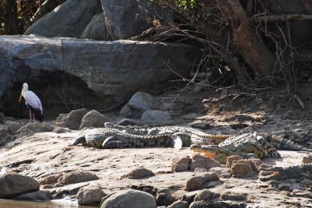grumeti-river-crocodiles