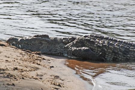 massive-crocodiles-at-the-grumeti-river
