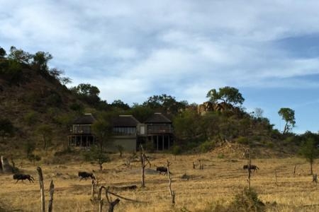 wildebeest-outside-the-four-seasons-safari-lodge