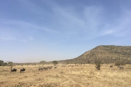 the-central-serengeti-is-drying-out