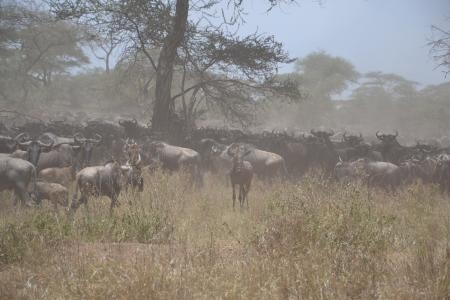 wildebeest-in-the-serengeti