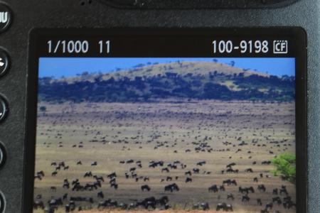 wildebeest-on-the-sabora-plains