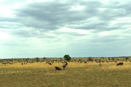 wildebeest-close-to-the-four-seasons-access-road