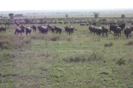 wildebeest-migration-is-moving-south
