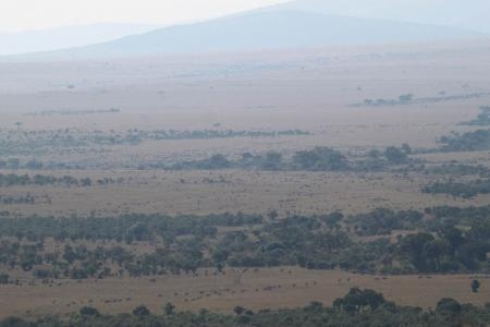 wildebeest-in-the-masai-mara