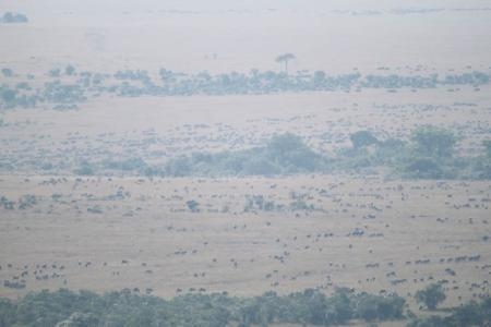 wildebeest-migration-in-kenya