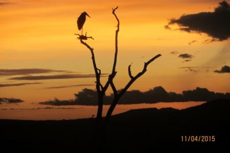 view-from-the-serengeti