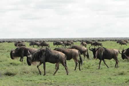 herds-have-returned-to-ndutu