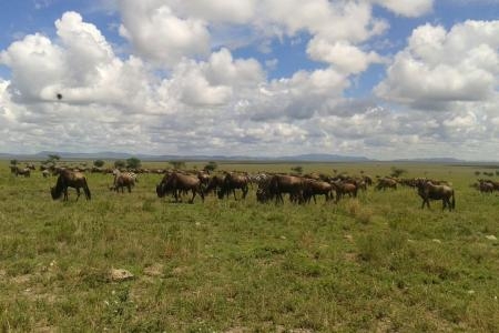 big-herds-at-lakes-ndutu-and-masek