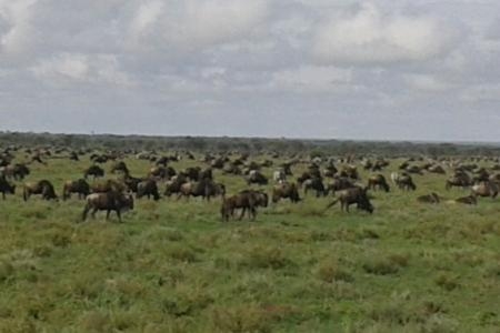 wildebeest-migration-in-ndutu
