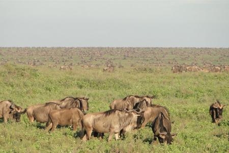 the-herds-are-spread-out-in-ndutu