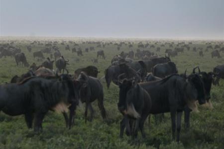 ndutu-is-packed-with-wildebeest