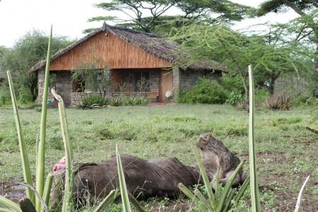 lion-kill-in-front-of-the-ndutu-safari-lodge