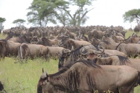 the-herds-of-the-wildebeest-migration