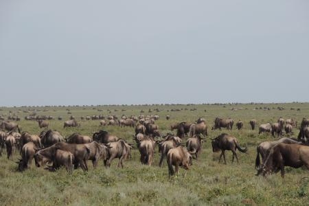 wildebeest-close-to-naabi-hill