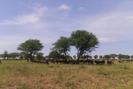 migratory-herds-between-mbuzi-mawe