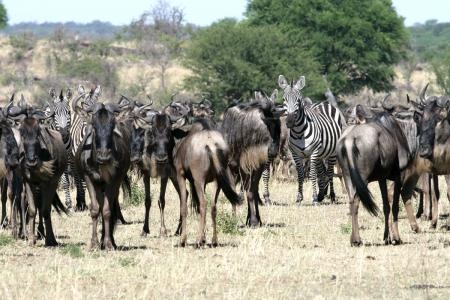 wildebeest-herds-are-in-mbuzi-mawe