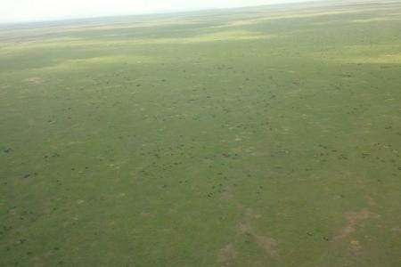 the-wildebeest-migration-from-above