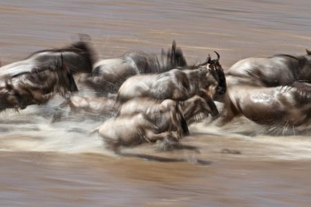 wildebeest-migration-river-crossings