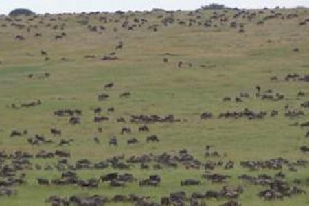 more-than-400000-wildebeest-north-of-nyamalumbwa-plains