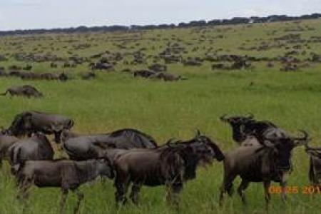 huge-herds-at-nyamalumbwa-plains