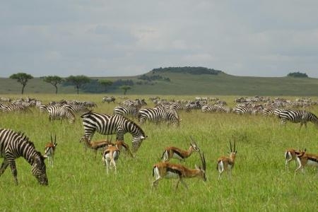 zebra-and-thomsons-gazelle-grazing