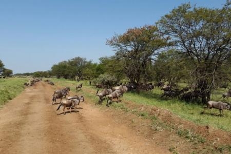 herds-are-close-to-lobo