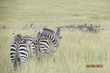 zebra-close-to-the-lemala-ewanjan-tented-camp