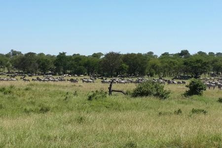 zebra-joining-the-lobo-wildebeest
