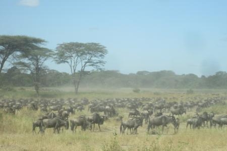 southern-herds-arrive-at-the-grumeti-river
