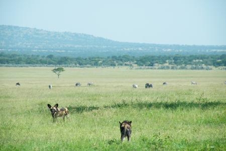 wild-dogs-hunting-in-the-serengeti