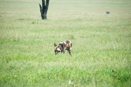 wild-dogs-close-to-andbeyonds-grumeti-serengeti-tented-camp