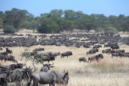 migration-close-to-andbeyonds-grumeti-serengeti-tented-camp