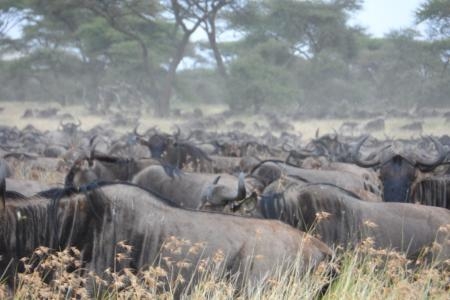 wildebeest-are-south-of-the-grumeti-river