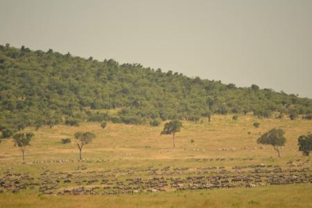 wildebeest-at-the-mara-serengeti-border